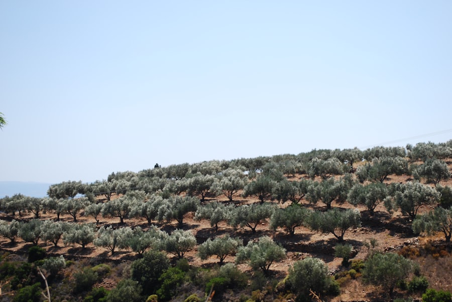 Zyprische Oliven und mediterrane Erzeugnisse