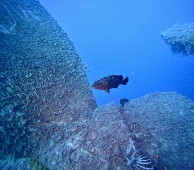 Zenobia Wreck Diving Site