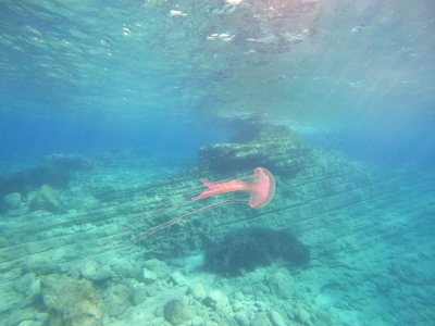 Zenobia Wreck Diving Site