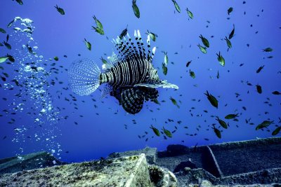 Zenobia Wreck Diving Site