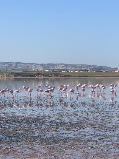Flamingo observatory spot
