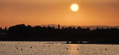Flamingo observatory spot