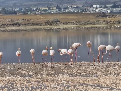 Flamingo observatory spot
