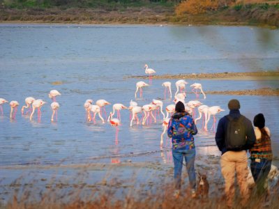 Flamingo observatory spot