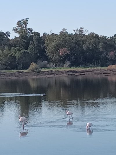 Flamingo observatory spot