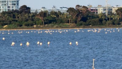 Flamingo observatory spot