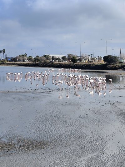 Flamingo observatory spot
