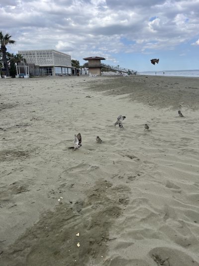 Makenzy Beach (Larnakas)
