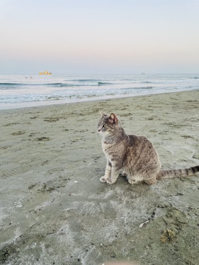 Makenzy Beach (Larnakas)