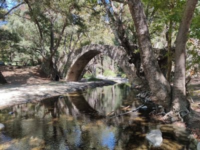 Paphos Forest