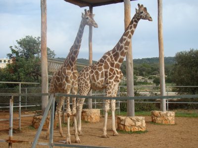 Pafos Zoo