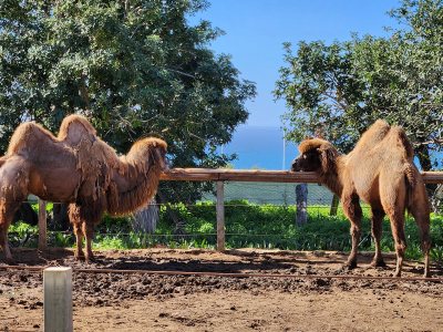 Pafos Zoo