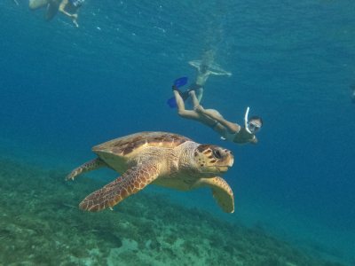Sea Adventure & Activities