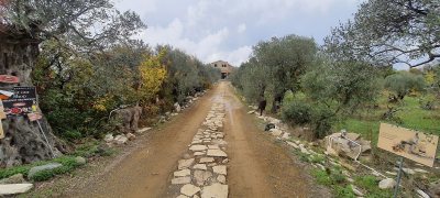 Terra Oliva Organic Olive Farm
