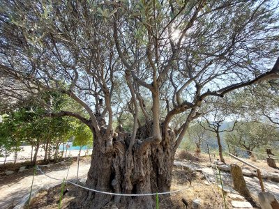 Terra Oliva Organic Olive Farm