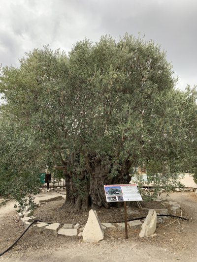 Terra Oliva Organic Olive Farm